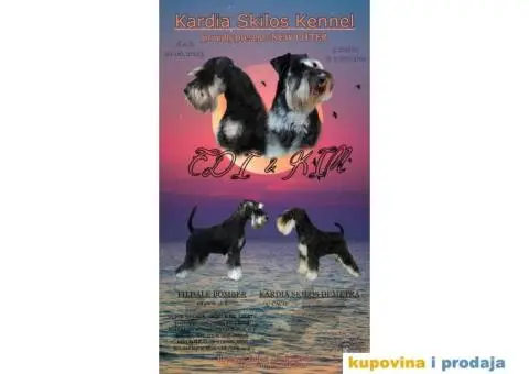 Patuljasti šnaucer štenci - 1/13