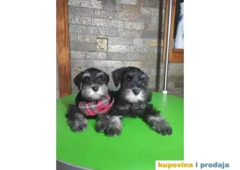Patuljasti šnaucer štenci - 2/13