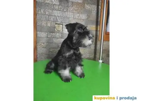 Patuljasti šnaucer štenci - 3/13