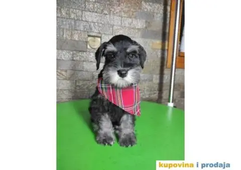 Patuljasti šnaucer štenci - 4/13
