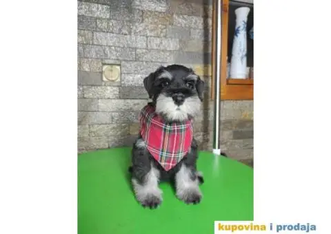 Patuljasti šnaucer štenci - 5/13