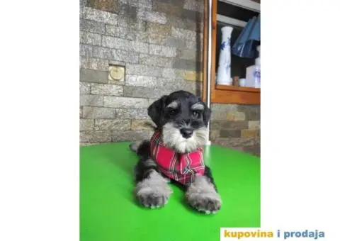 Patuljasti šnaucer štenci - 7/13