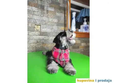 Patuljasti šnaucer štenci - 8/13