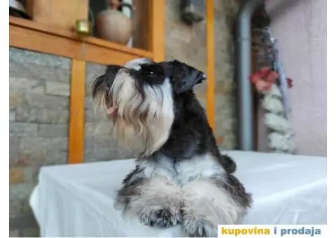 Patuljasti šnaucer štenci - 9/13