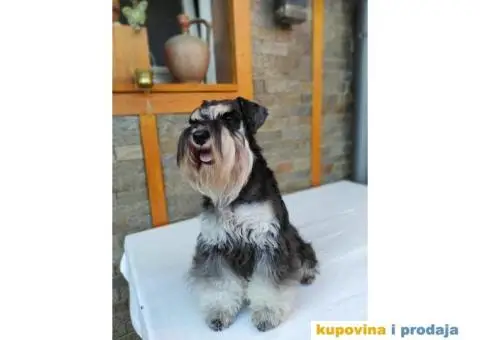 Patuljasti šnaucer štenci - 10/13