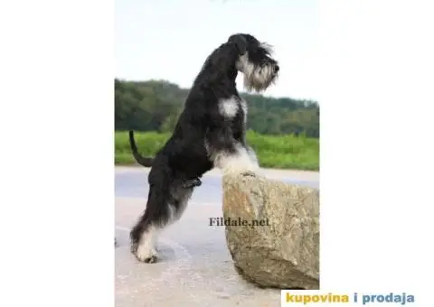 Patuljasti šnaucer štenci - 11/13