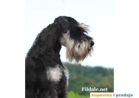 Patuljasti šnaucer štenci - 12/13