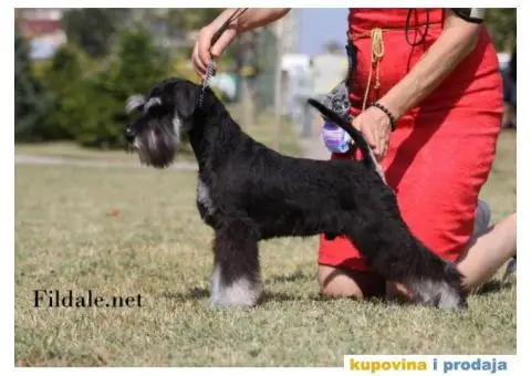 Patuljasti šnaucer štenci - 13/13