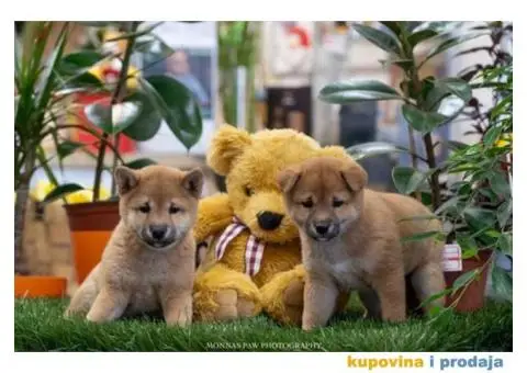 SIBA INU stenci vrhunskog kvaliteta - 1/5