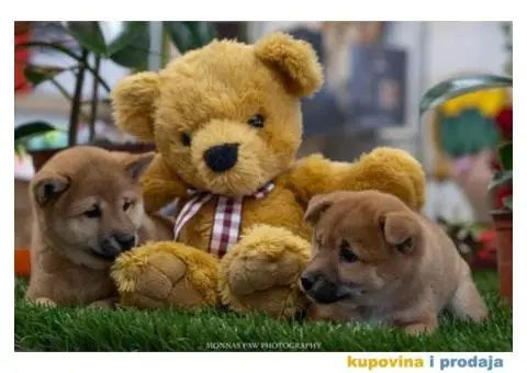 SIBA INU stenci vrhunskog kvaliteta - 2/5