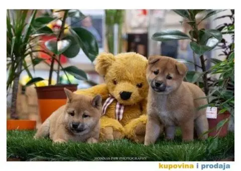 SIBA INU stenci vrhunskog kvaliteta - 3/5