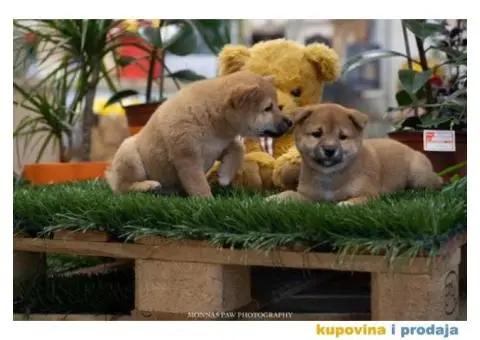 SIBA INU stenci vrhunskog kvaliteta - 4/5