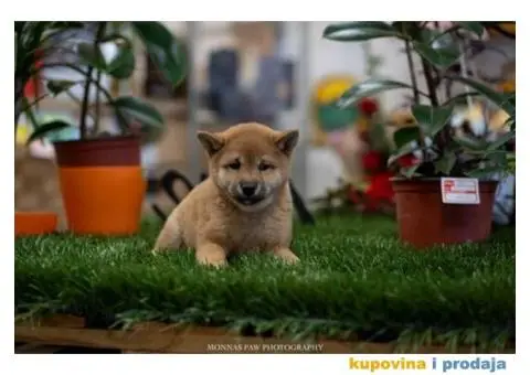 SIBA INU stenci vrhunskog kvaliteta - 5/5