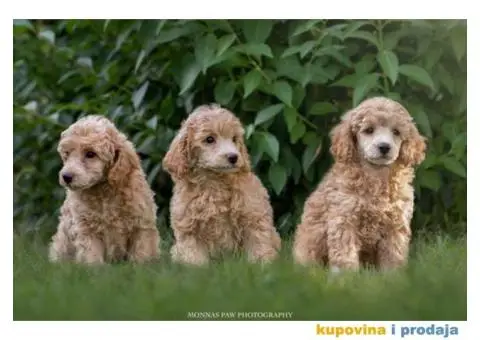 PATULJASTE PUDLE tamni aprikot i crne