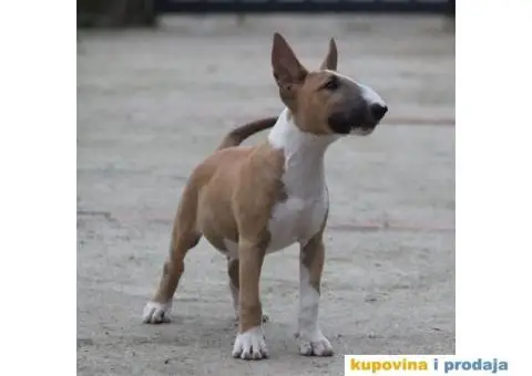 Bull terijer VRHUNSKI stenci - 1/11