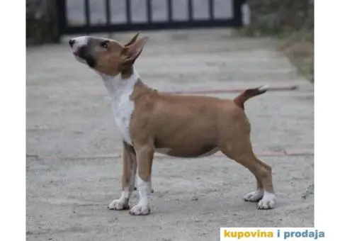 Bull terijer VRHUNSKI stenci - 2/11