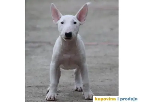 Bull terijer VRHUNSKI stenci - 3/11