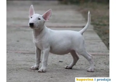 Bull terijer VRHUNSKI stenci - 4/11