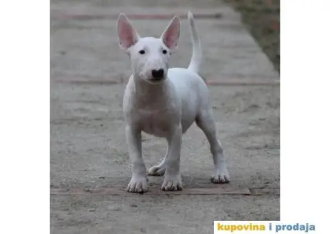 Bull terijer VRHUNSKI stenci - 5/11