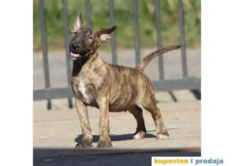 Bull terijer VRHUNSKI stenci - 6/11