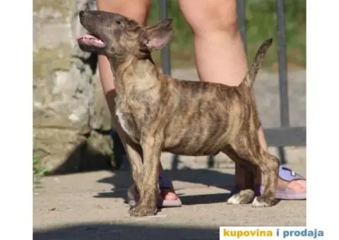 Bull terijer VRHUNSKI stenci - 7/11