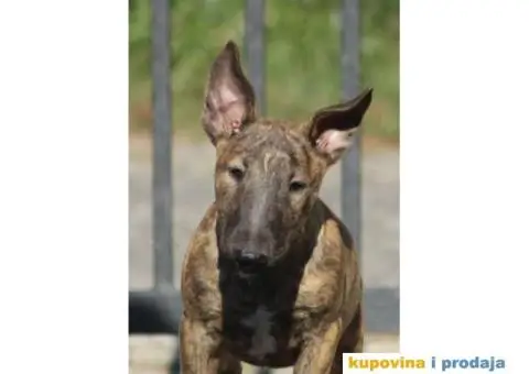 Bull terijer VRHUNSKI stenci - 8/11