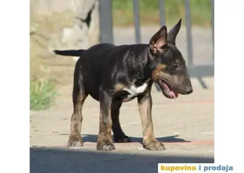 Bull terijer VRHUNSKI stenci - 9/11