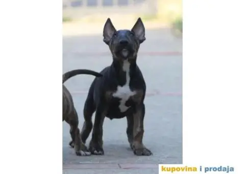 Bull terijer VRHUNSKI stenci - 10/11