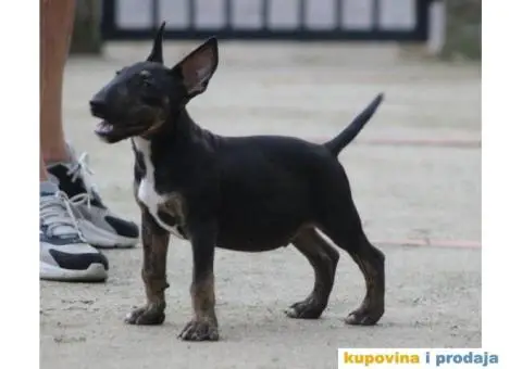 Bull terijer VRHUNSKI stenci - 11/11