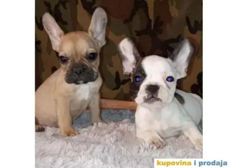FRANCUSKI BULDOG stenci oba pola, jako lepi - 1/10