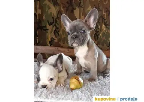 FRANCUSKI BULDOG stenci oba pola, jako lepi - 2/10