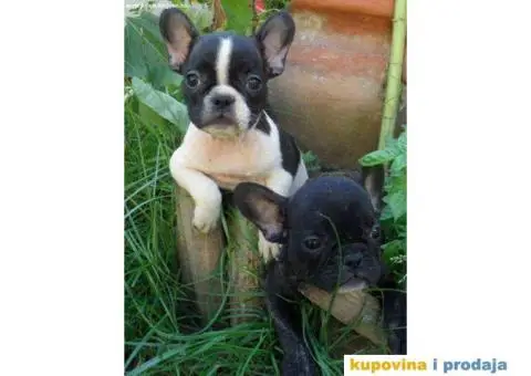 FRANCUSKI BULDOG stenci oba pola, jako lepi - 3/10