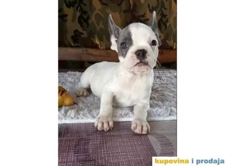 FRANCUSKI BULDOG stenci oba pola, jako lepi - 5/10