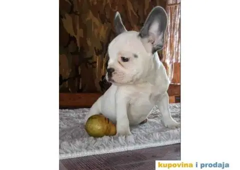 FRANCUSKI BULDOG stenci oba pola, jako lepi - 6/10