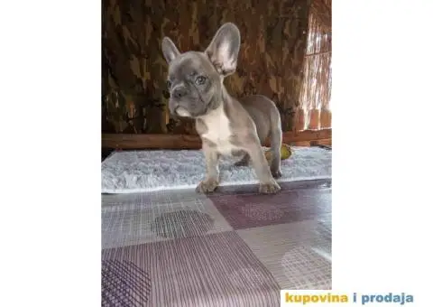 FRANCUSKI BULDOG stenci oba pola, jako lepi - 7/10