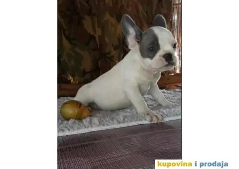 FRANCUSKI BULDOG stenci oba pola, jako lepi - 8/10