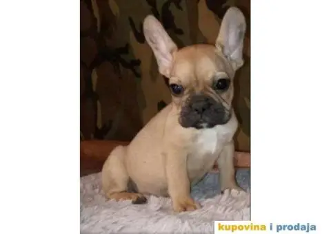FRANCUSKI BULDOG stenci oba pola, jako lepi - 9/10
