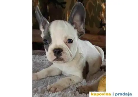 FRANCUSKI BULDOG stenci oba pola, jako lepi - 10/10