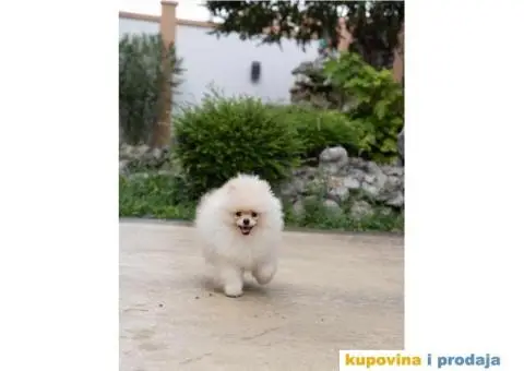 POMERANCI-REGISTROVANA ODGAJIVAČNICA…Prodajemo muške štence - 1/5