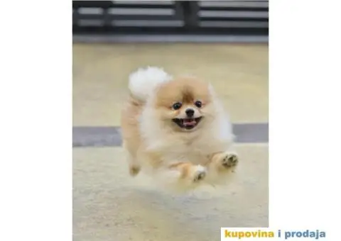 POMERANCI-REGISTROVANA ODGAJIVAČNICA…Prodajemo muške štence - 2/5