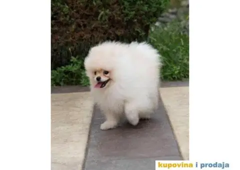 POMERANCI-REGISTROVANA ODGAJIVAČNICA…Prodajemo muške štence - 3/5