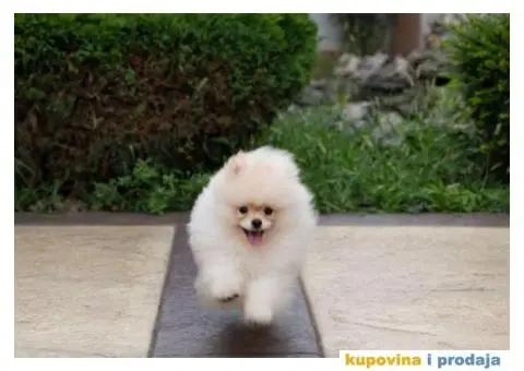 POMERANCI-REGISTROVANA ODGAJIVAČNICA…Prodajemo muške štence - 5/5
