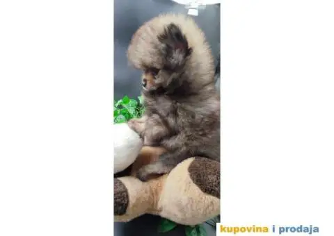 Pomeranac prelepi stenci - 1/8