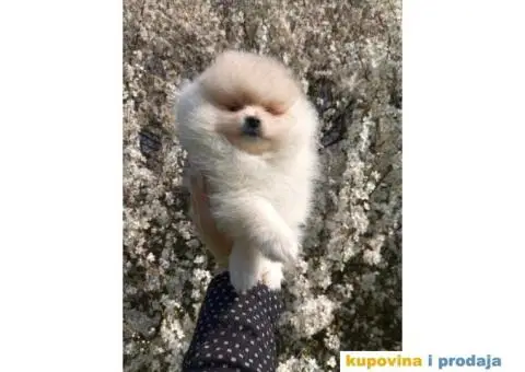 Pomeranac prelepi stenci - 2/8