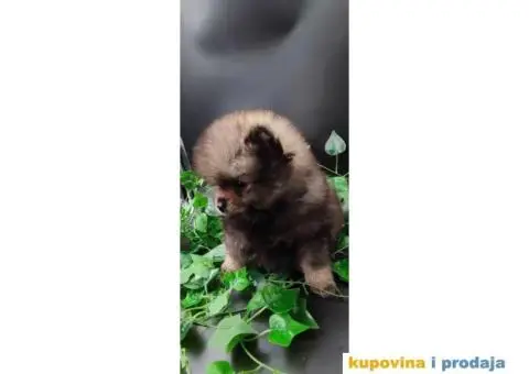 Pomeranac prelepi stenci - 3/8