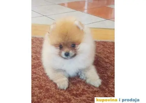 Pomeranac prelepi stenci - 4/8