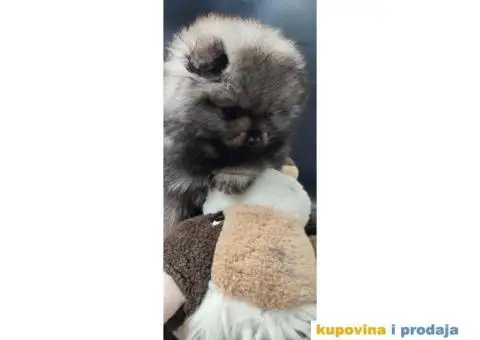 Pomeranac prelepi stenci - 5/8