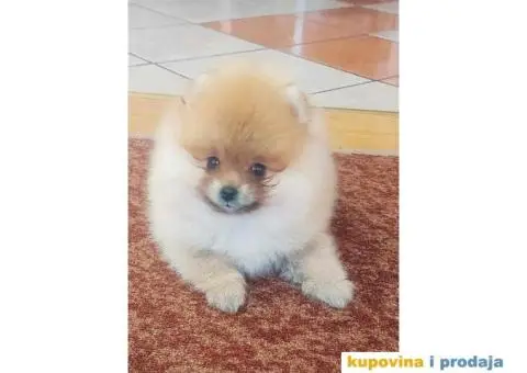 Pomeranac prelepi stenci - 6/8