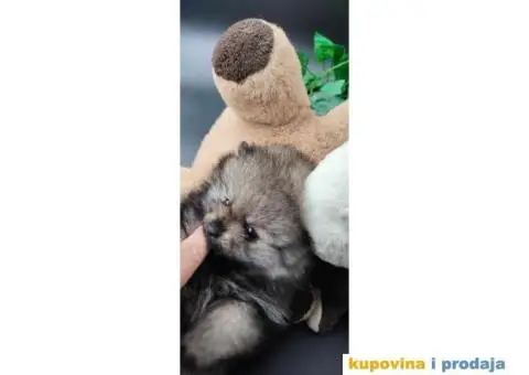 Pomeranac prelepi stenci - 7/8