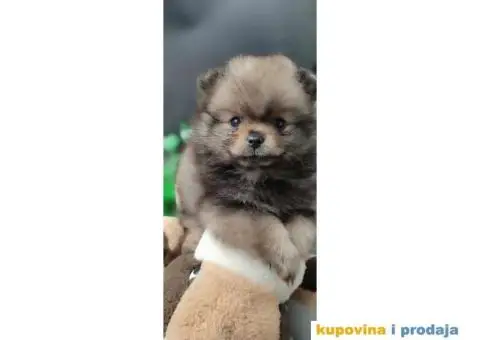 Pomeranac prelepi stenci - 8/8